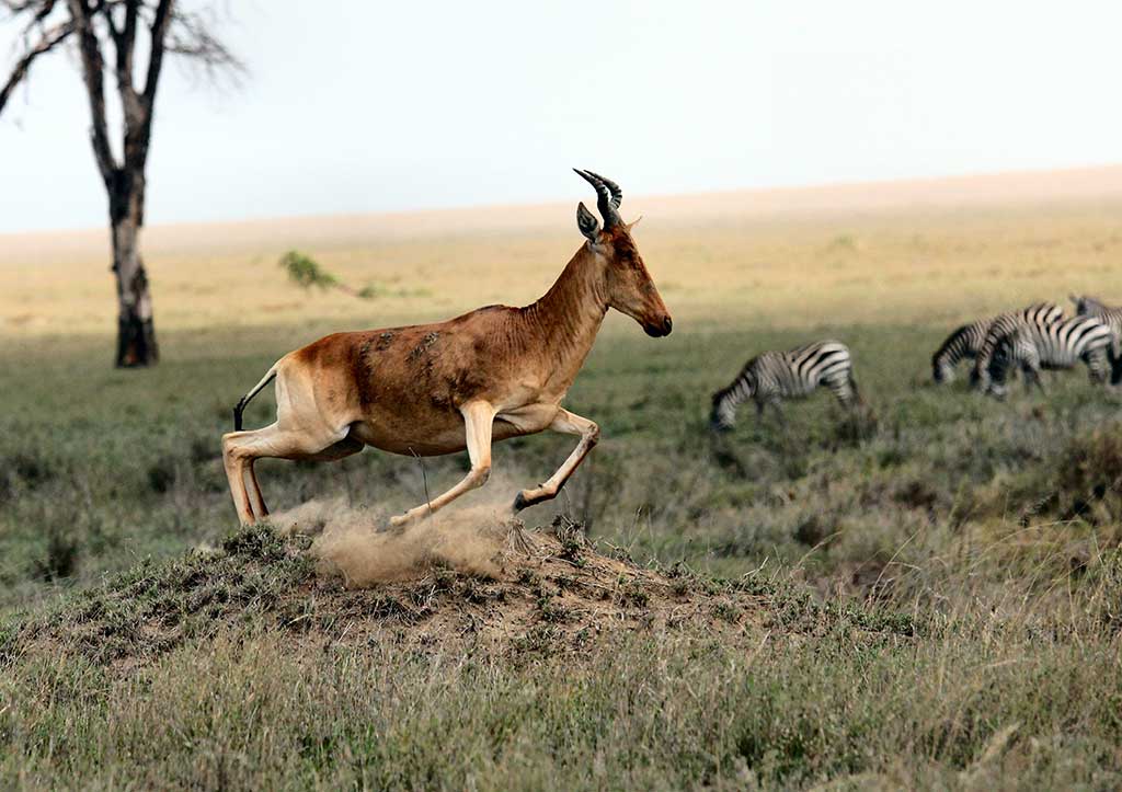 Insting adalah salah satu khas hewan Antelope, yang juga merupakan salah satu alasan kita memilih nama Studio Antelope.