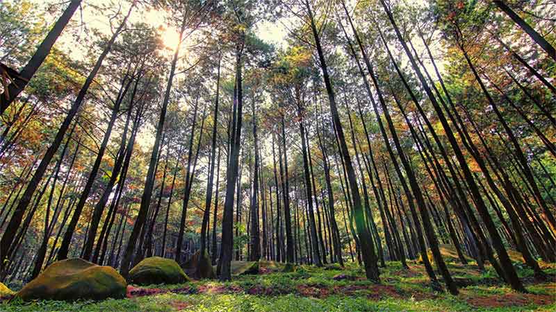 Lokasi Syuting Hutan di Bogor: Gunung Pancar